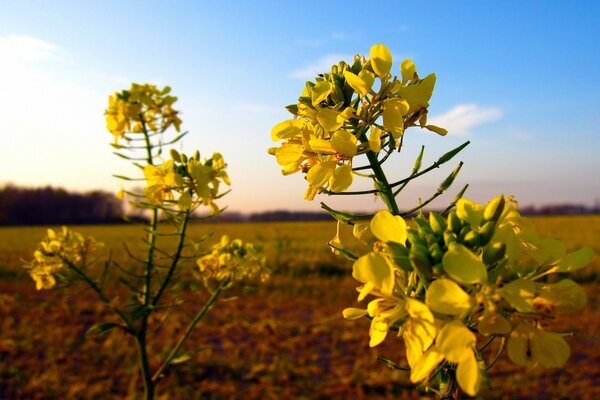 Floração de outono no outono