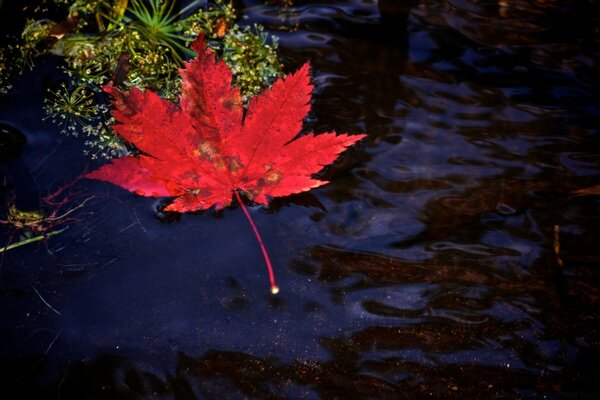 A red maple leaf fell into the water