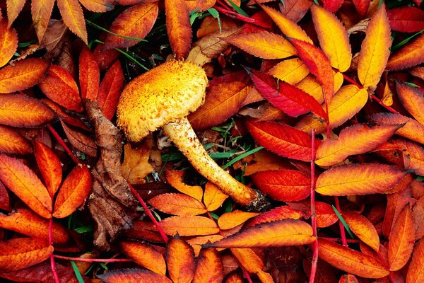 Herbstfarben von Blättern und Pilzen