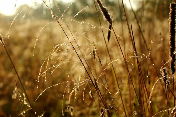 Sonniger Morgendämmerung im Herbst auf dem Feld