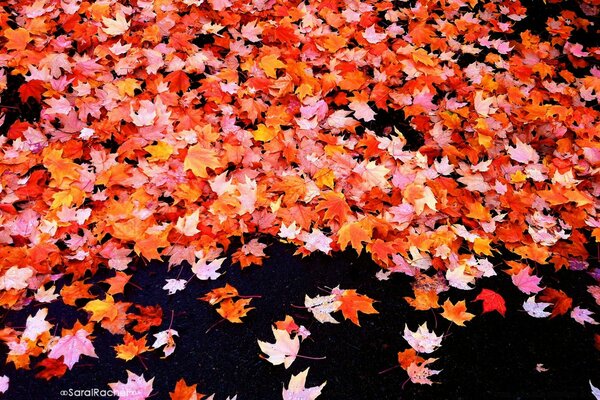 Hojas caídas en el bosque de otoño