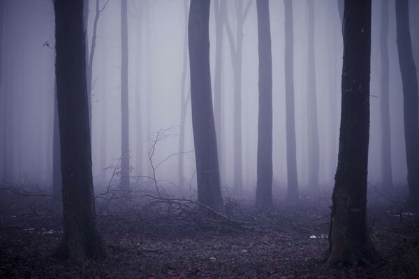 Mystischer Nebel im abendlichen Wald