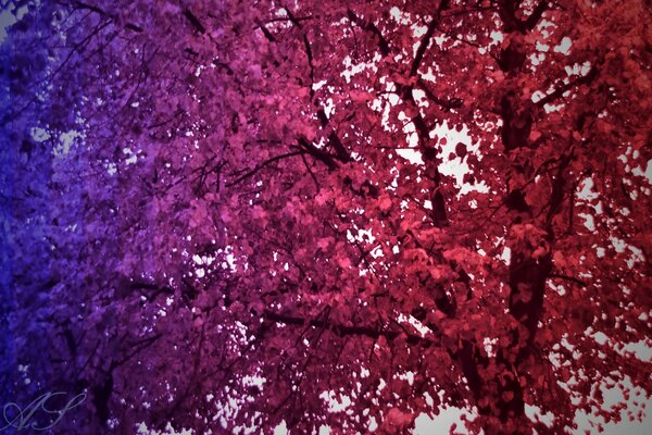 The crown of the tree reaching into the sky with leaves in red tones