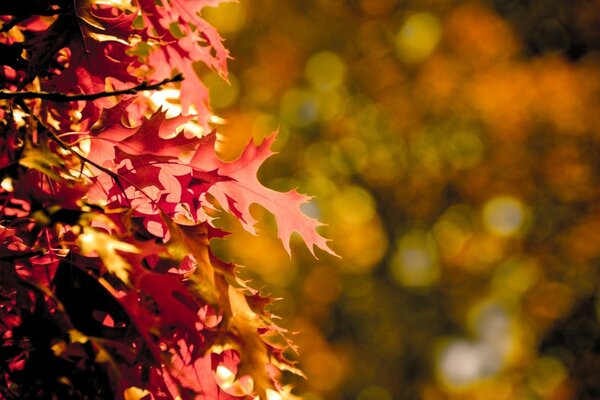 Seasonal autumn foliage