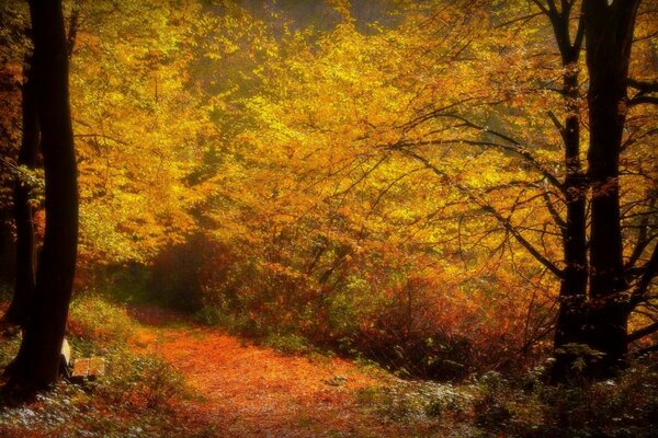 Autumn landscape path between the trees