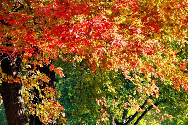 Hoja de arce de otoño brillante