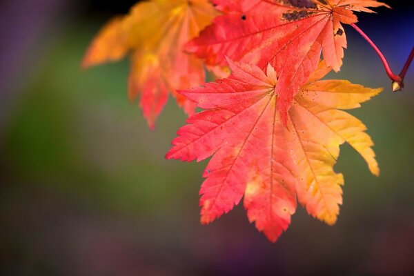 Bright yellow-red autumn leaf