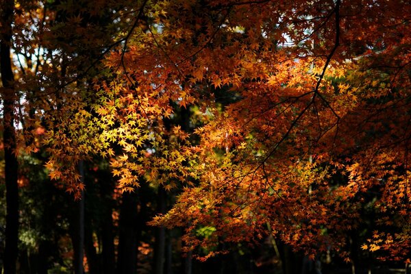 Albero di acero autunnale con foglie