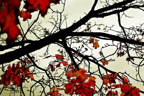 Trees and leaves in autumn