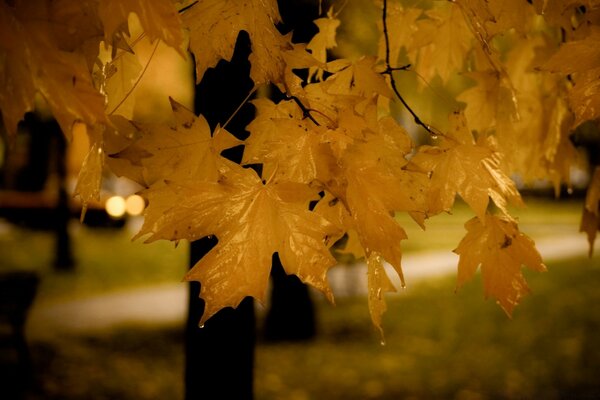 Hojas de arce amarillo talladas en el fondo del parque