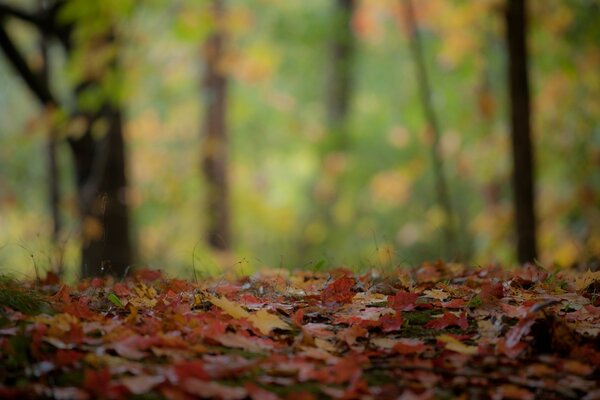 Herabgefallenes Laub nach Regen im Wald