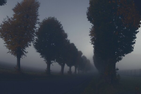 Alba mattina nebbiosa nella foresta