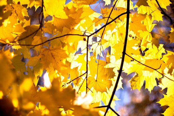 Hojas de arce amarillo en clima despejado