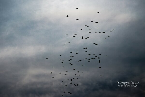 Bandada de pájaros en el cielo nublado