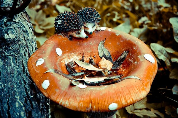 Deux hérissons ont décidé de grignoter un champignon