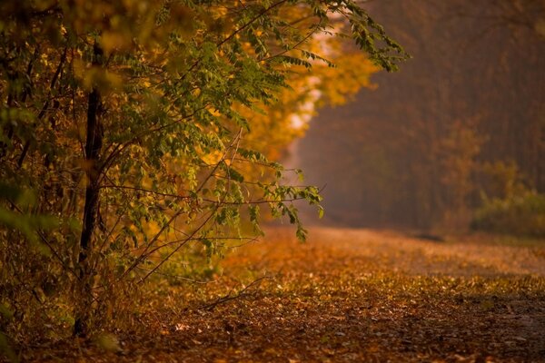 Uma estrada distante com folhas de ouro caídas