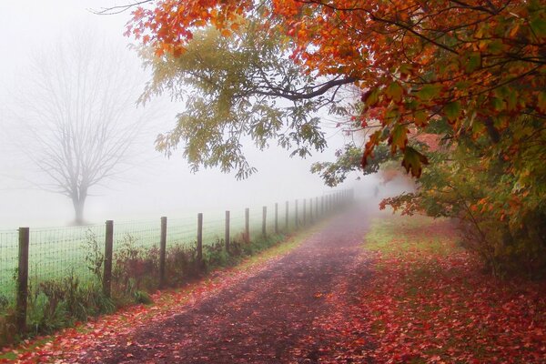 Helle Farben der Herbstlandschaft