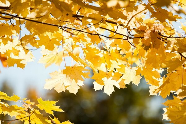 Maple leaves in the forest