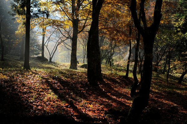 Herbstwald schattige Bäume