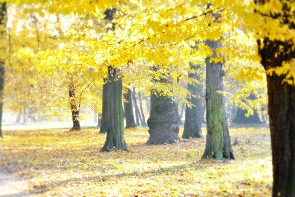 Park mit gelben Bäumen im Herbst