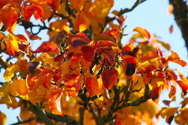 Nature of an autumn tree with leaves