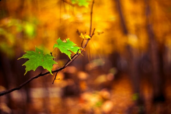 Green maple leaves