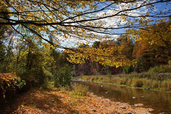 Fluss im Herbstwald