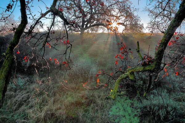 Claro de otoño con árboles con rayos de sol