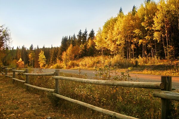 Осенний лес, забор вдоль дороги