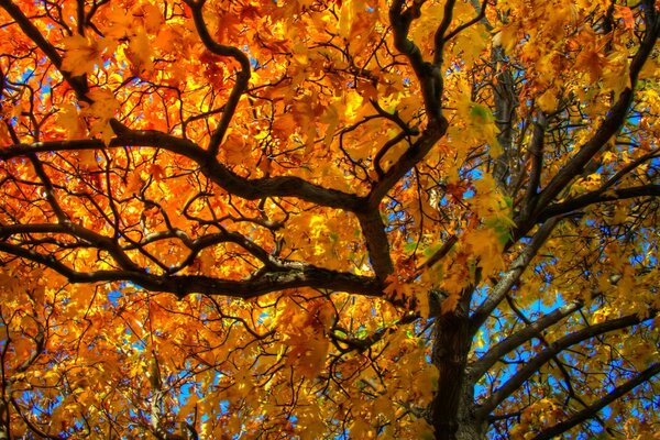 Ein großer Baum in Herbstfarben