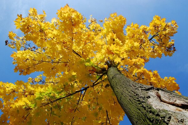 Mighty maple in clear weather