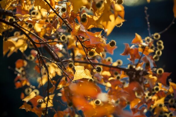 Beautiful branch with yellow leaves close-up