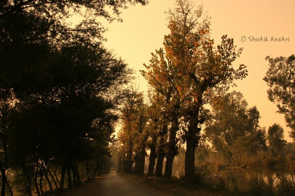 Árboles de otoño al aire libre