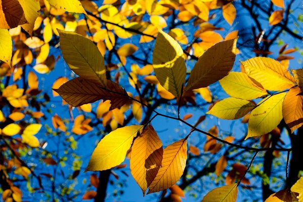 Gelbe Blätter auf blauem Himmel Hintergrund