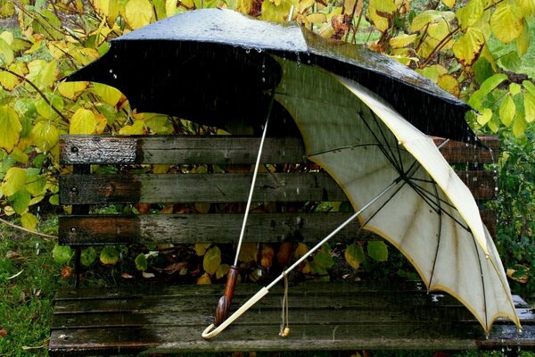 Parc d automne dans un jour de pluie