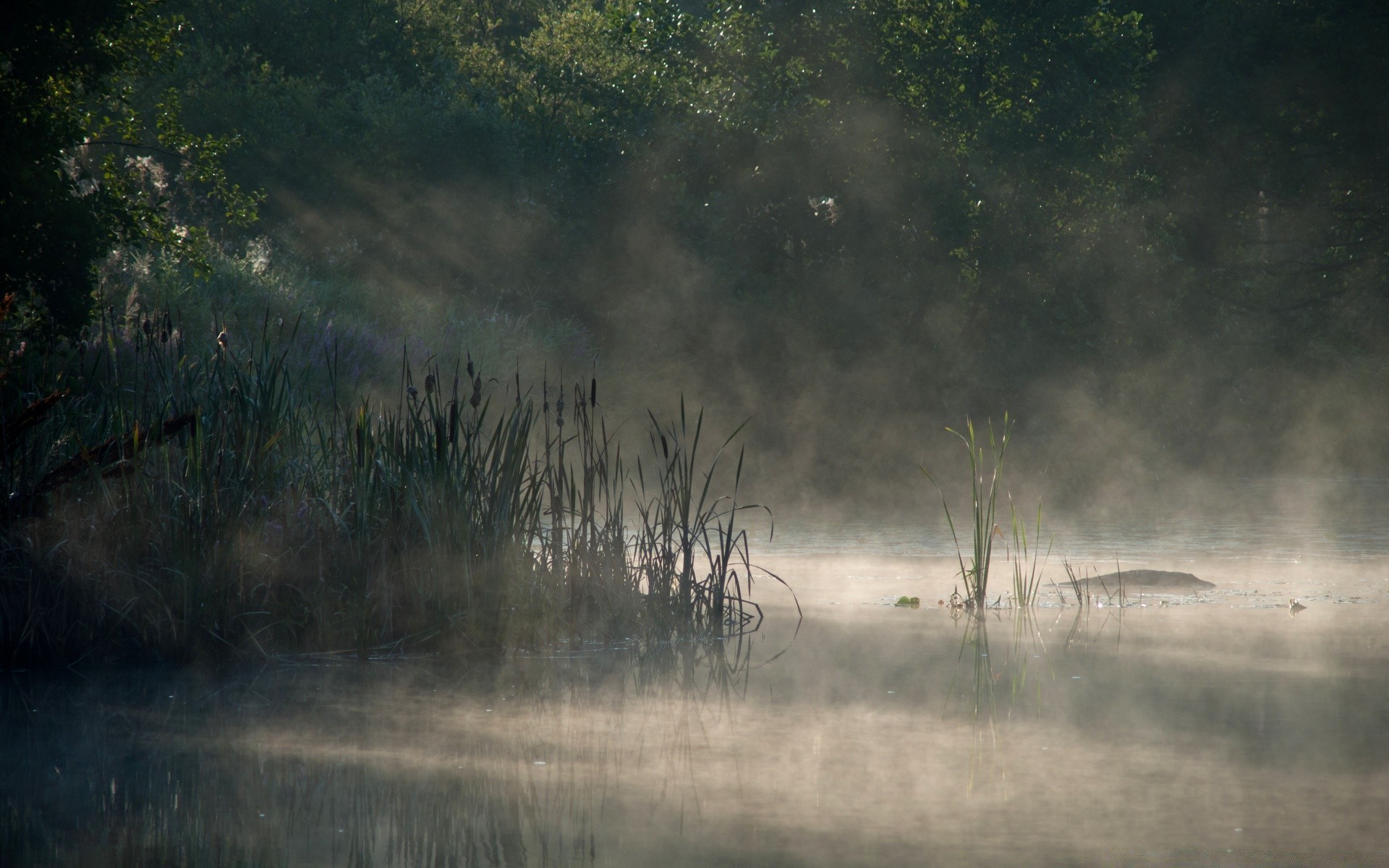 lac paysage eau brouillard brouillard bois à l extérieur aube oiseau nature pluie bois