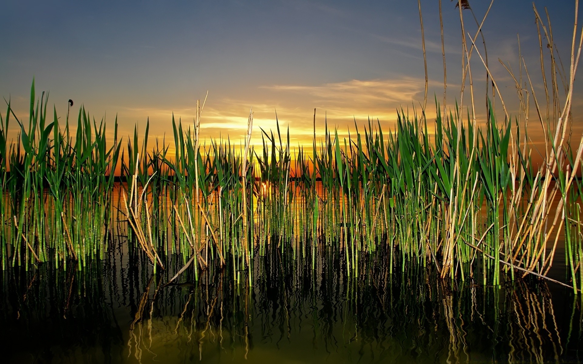 lago água amanhecer natureza grama ao ar livre céu pôr do sol sol paisagem reed rural verão reflexão bom tempo bengala crescimento folha marcha campo