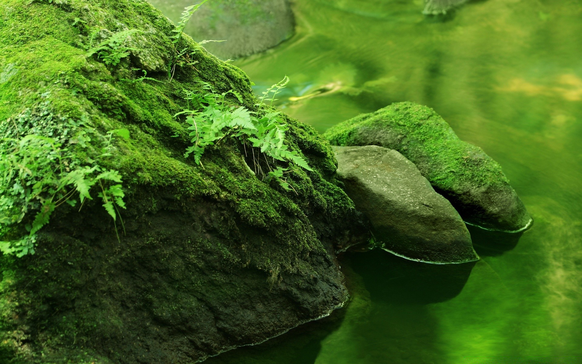 lake nature leaf water flora desktop moss environment wood freshness outdoors summer