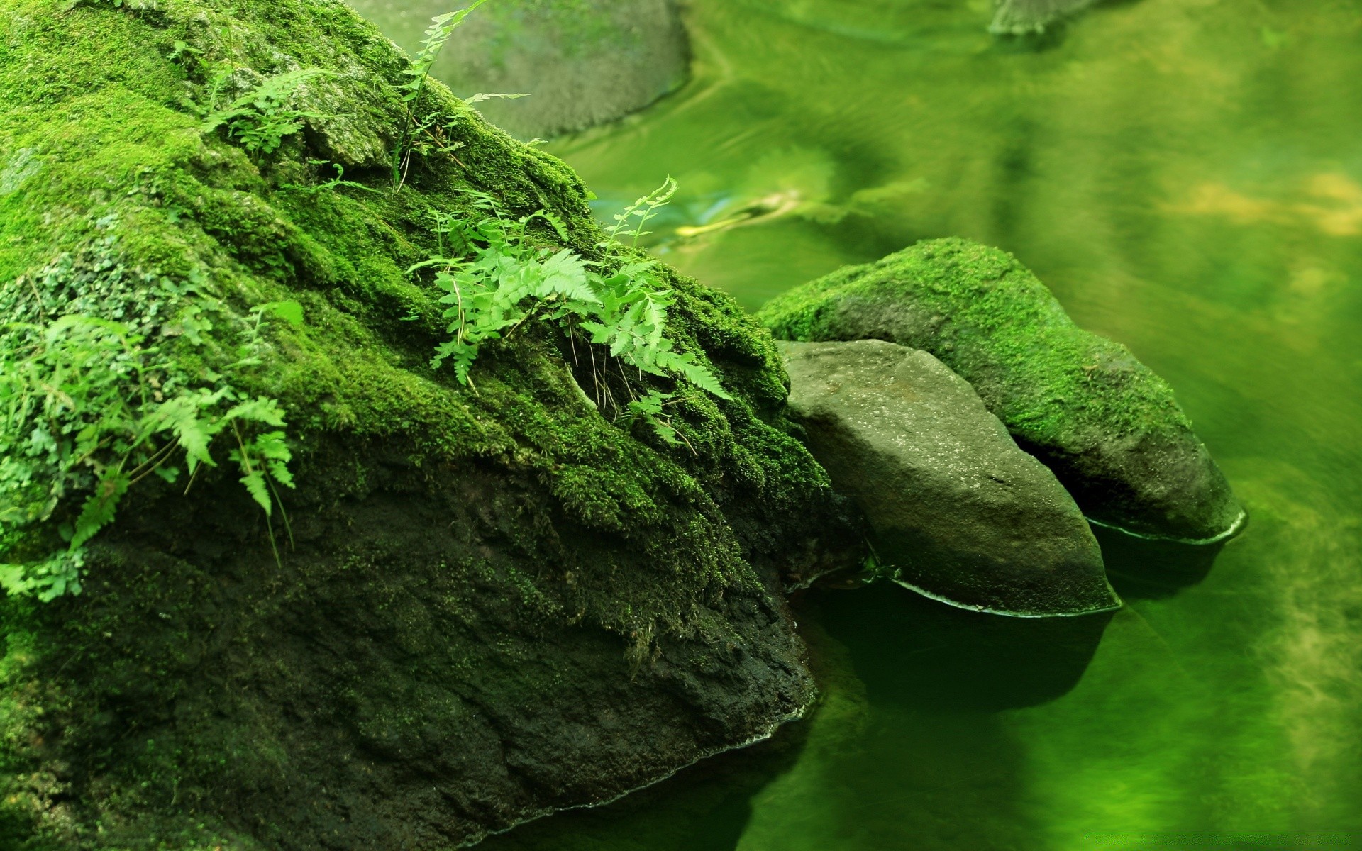 озера природа лист воды флора рабочего стола мох среды древесины свежесть на открытом воздухе лето