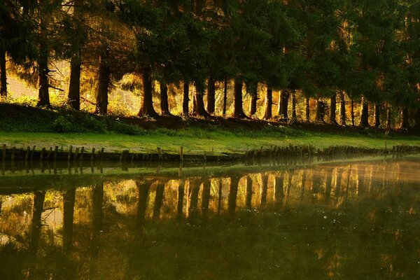 Cerca de árvores ao redor do lago