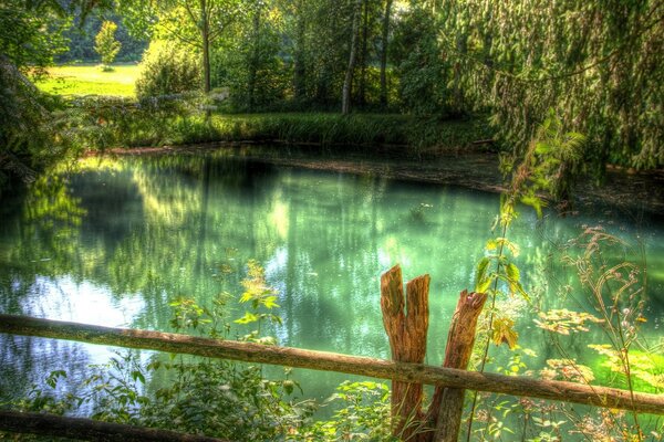 Trees hide a clear forest lake