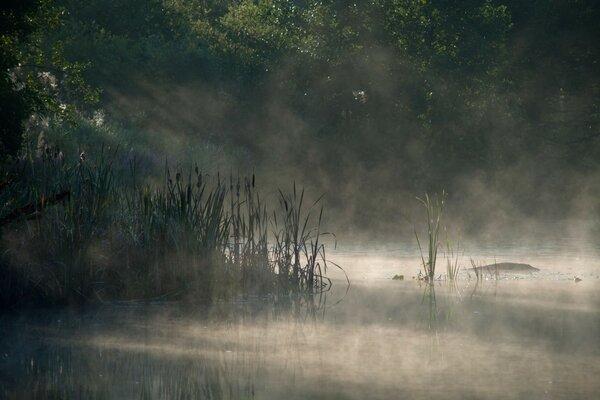 Brouillard sur le lac. Roseaux