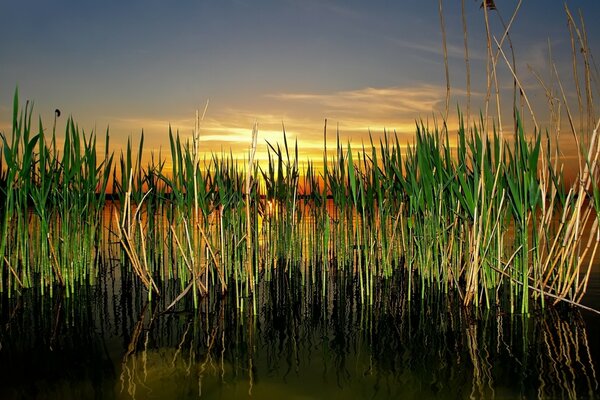 Gras im Sumpf im Morgengrauen