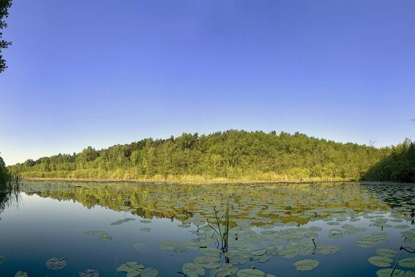 Wild lake. Quiet place