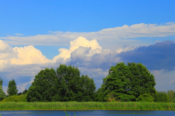 Green trees. Cloudy sky