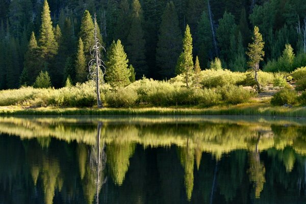 झील के पानी में पेड़ों और झाड़ियों का प्रतिबिंब