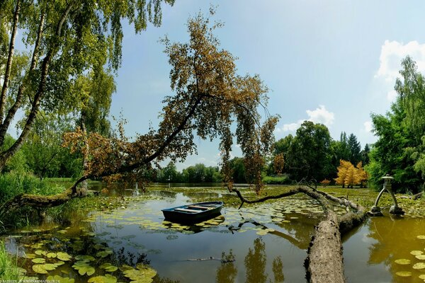 Barco solitario bajo un árbol en el bosque