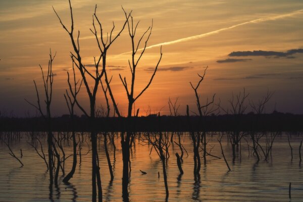 Alberi in acqua, tramonto e cielo