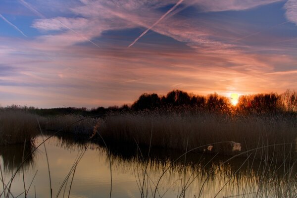 Dawn at the pond. Plants and water