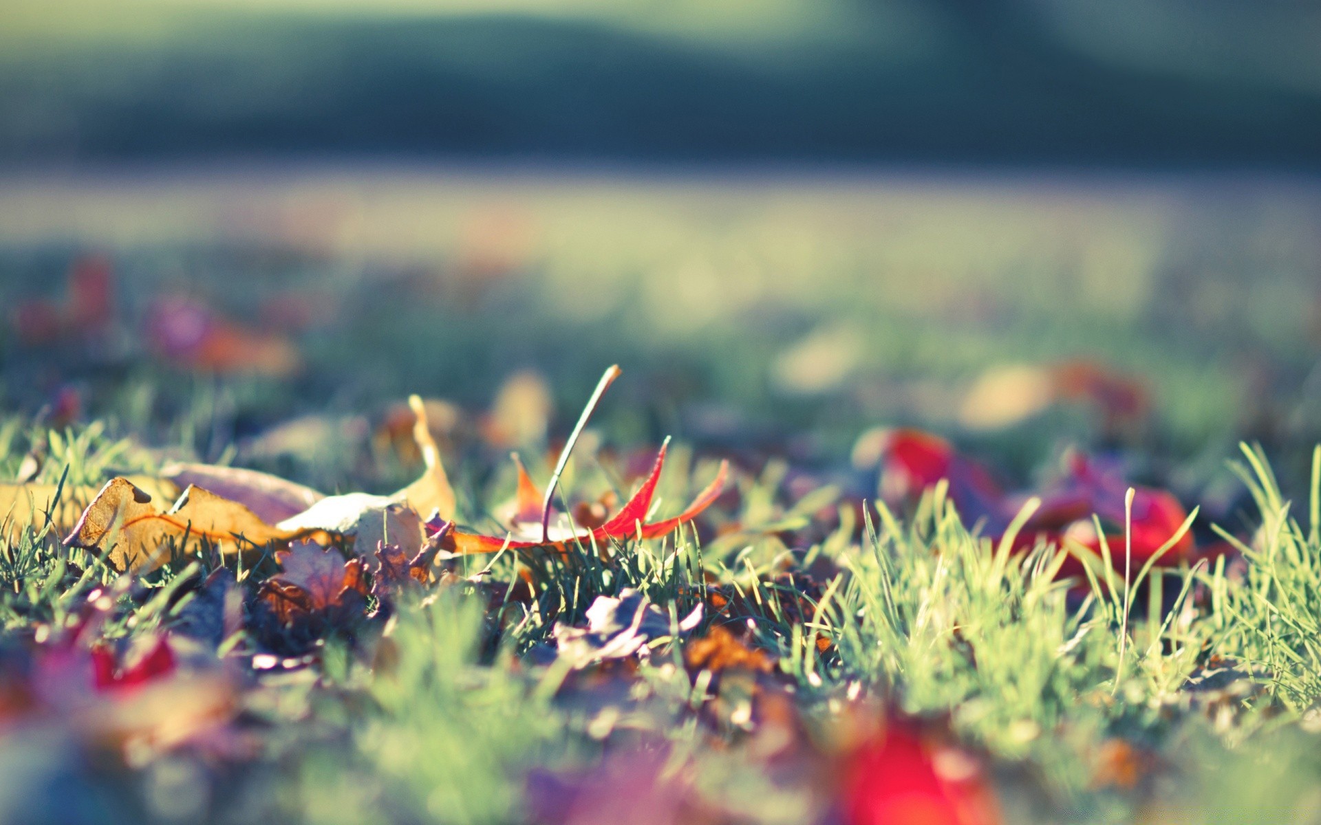 automne nature herbe à l extérieur fleur champ croissance jardin flore été feuille agriculture pâturage beau temps nourriture couleur foin rural saison ferme